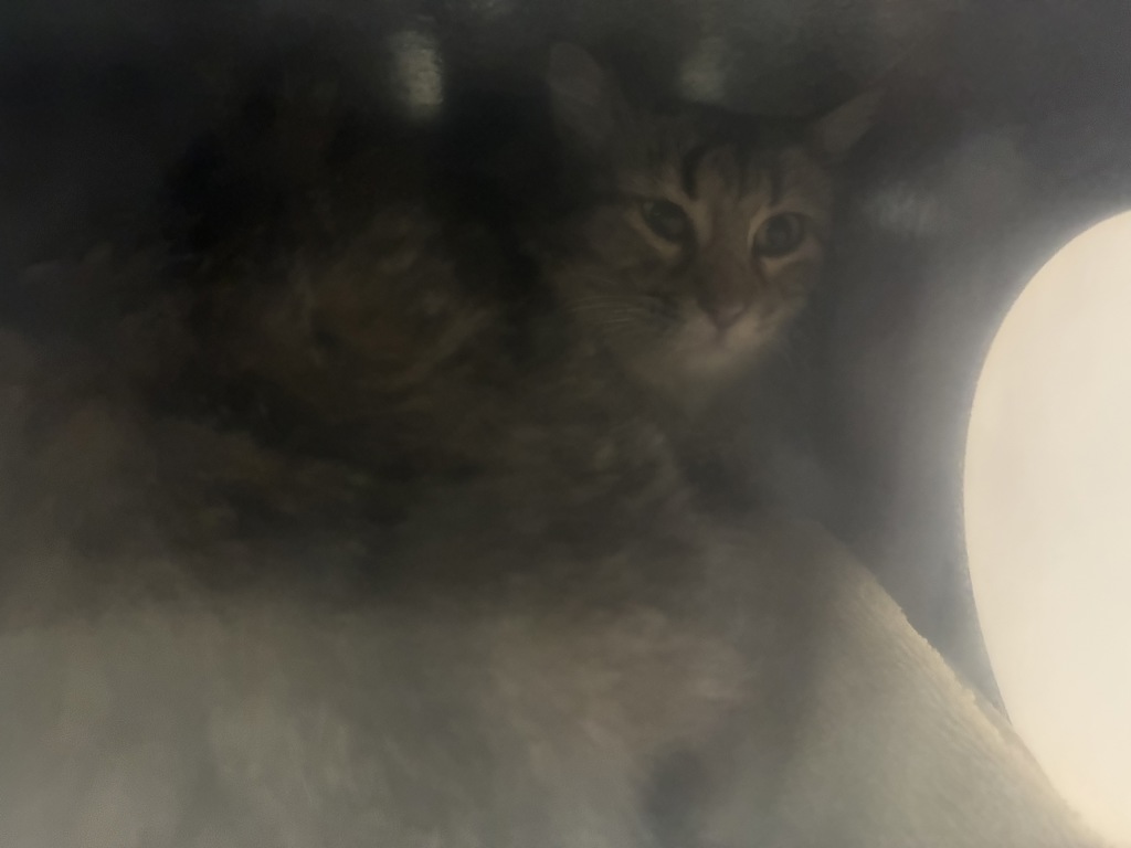 Shelter Stray Female Cat last seen Near S Post Street, SALT LAKE CITY, UT, 84104, 511 W 3900 S, Salt Lake City, UT 84123, USA