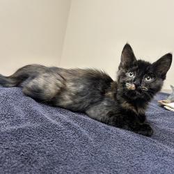 Shelter Stray Female Cat last seen Near N Livermore Avenue, LIVERMORE, CA, 94551, 8323 Baldwin St, Oakland, CA 94621, USA