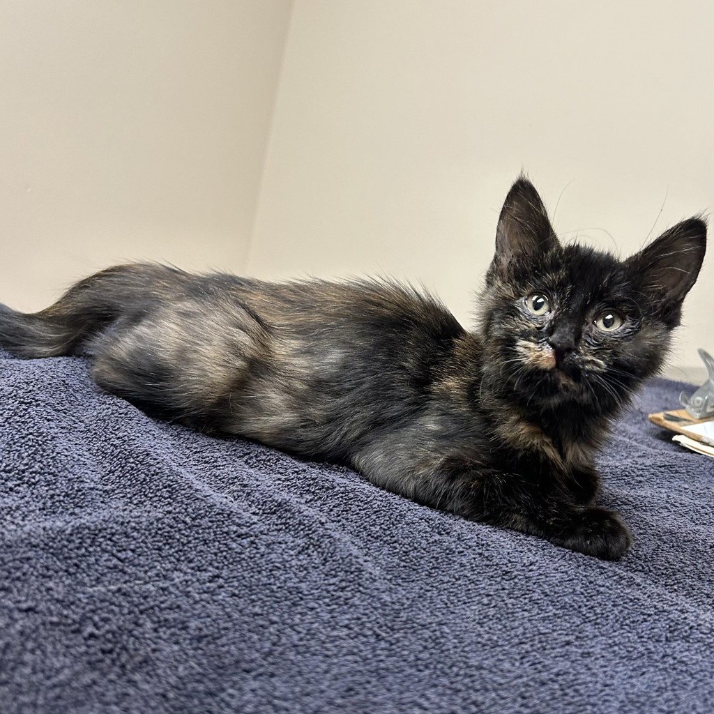 Shelter Stray Female Cat last seen Near N Livermore Avenue, LIVERMORE, CA, 94551, 8323 Baldwin St, Oakland, CA 94621, USA