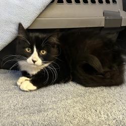 Shelter Stray Female Cat last seen Near Pisces Avenue, LIVERMORE, CA, 94551, 8323 Baldwin St, Oakland, CA 94621, USA