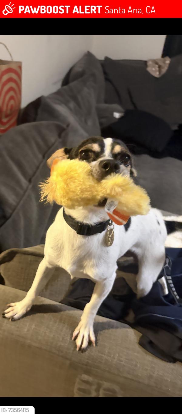 Lost Male Dog last seen Bristol and McFadden, Santa Ana, CA 92704