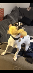 Lost Male Dog last seen Bristol and McFadden, Santa Ana, CA 92704