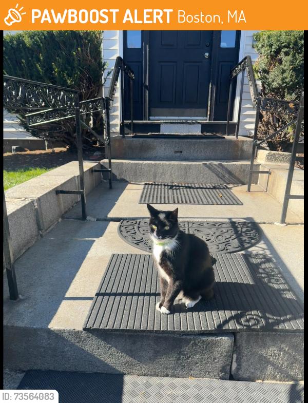 Found/Stray Unknown Cat last seen Marion street, Boston, MA 02128