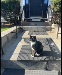 Found/Stray Unknown Cat last seen Marion street, Boston, MA 02128