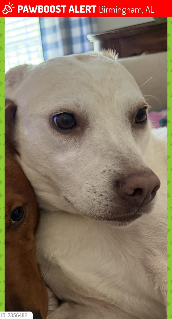 Lost Female Dog last seen Near and Heardmont Park, Birmingham, AL 35242