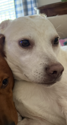 Lost Female Dog last seen Near and Heardmont Park, Birmingham, AL 35242