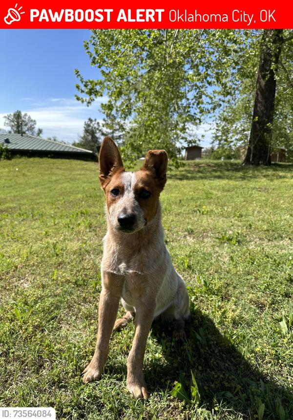 Lost Male Dog last seen 23rd and Portland Windsor hills area, Oklahoma City, OK 73107