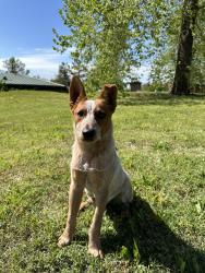 Lost Male Dog last seen 23rd and Portland Windsor hills area, Oklahoma City, OK 73107