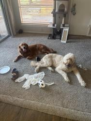 Reunited Unknown Dog last seen Westdale Hills Euless, Hurst, TX 76053