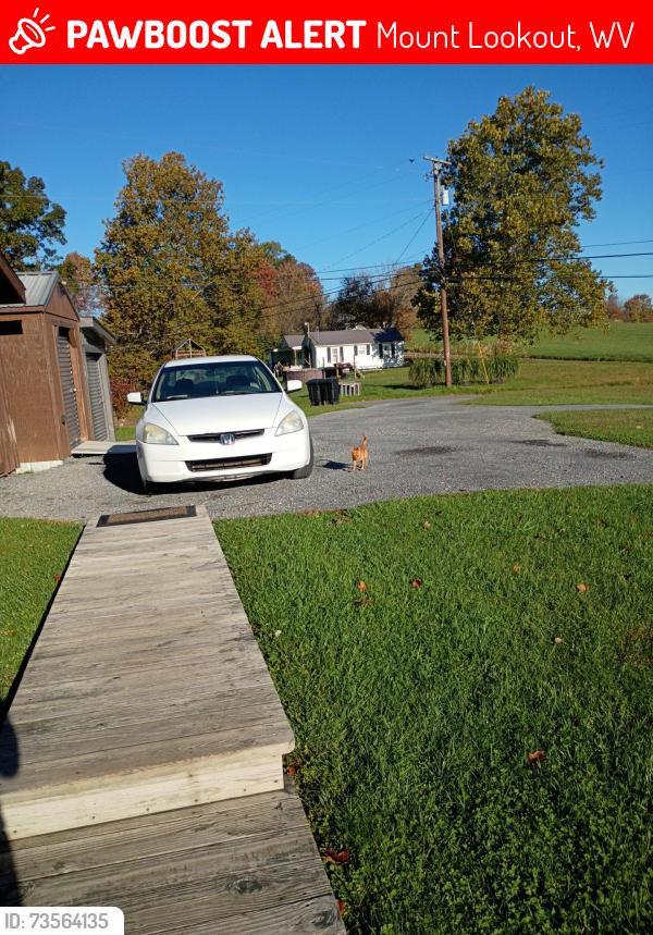 Lost Male Dog last seen Shaffer rd and mt.lookout, Mount Lookout, WV 26678