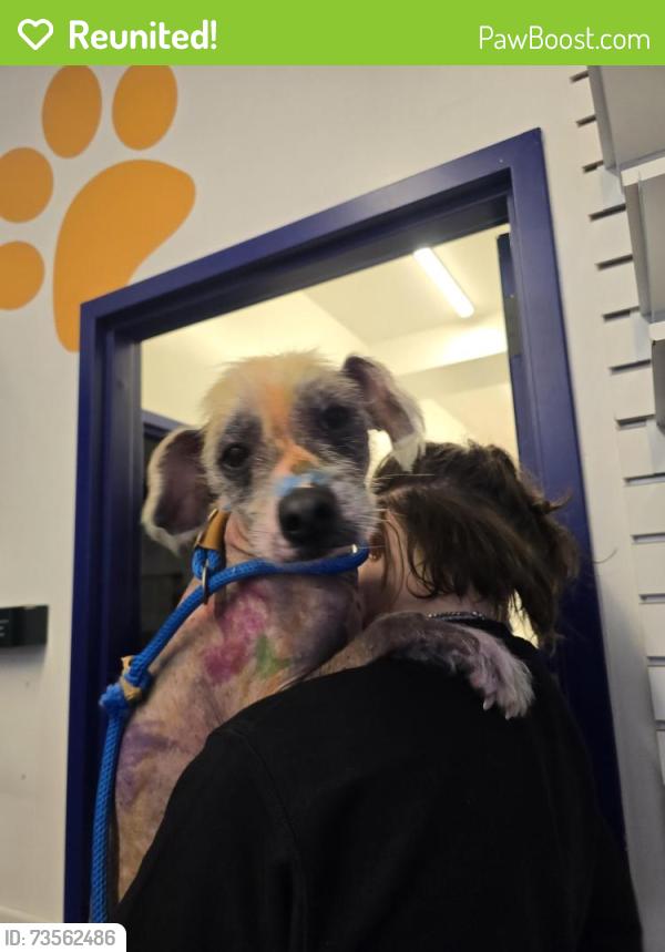 Reunited Male Dog last seen 62nd Street and 3rd Avenue, New York, NY 10065