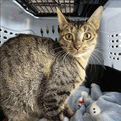 Shelter Stray Female Cat last seen , 3607 N Armenia Ave, Tampa, FL 33607, USA