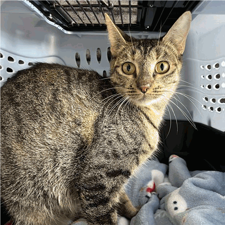 Shelter Stray Female Cat last seen , 3607 N Armenia Ave, Tampa, FL 33607, USA