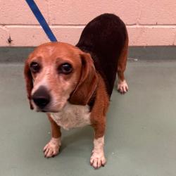 Shelter Stray Male Dog last seen , 2350 Appling City Cove, Memphis, TN 38133, USA