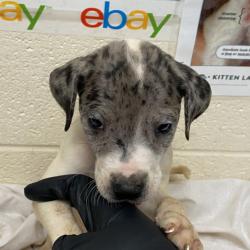Shelter Stray Female Dog last seen , 2350 Appling City Cove, Memphis, TN 38133, USA