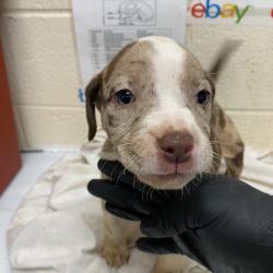 Shelter Stray Female Dog last seen , 2350 Appling City Cove, Memphis, TN 38133, USA
