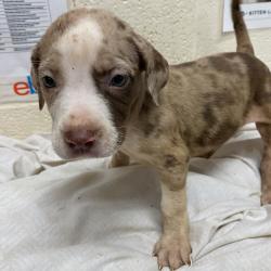 Shelter Stray Female Dog last seen , 2350 Appling City Cove, Memphis, TN 38133, USA