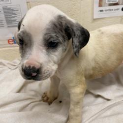 Shelter Stray Male Dog last seen , 2350 Appling City Cove, Memphis, TN 38133, USA