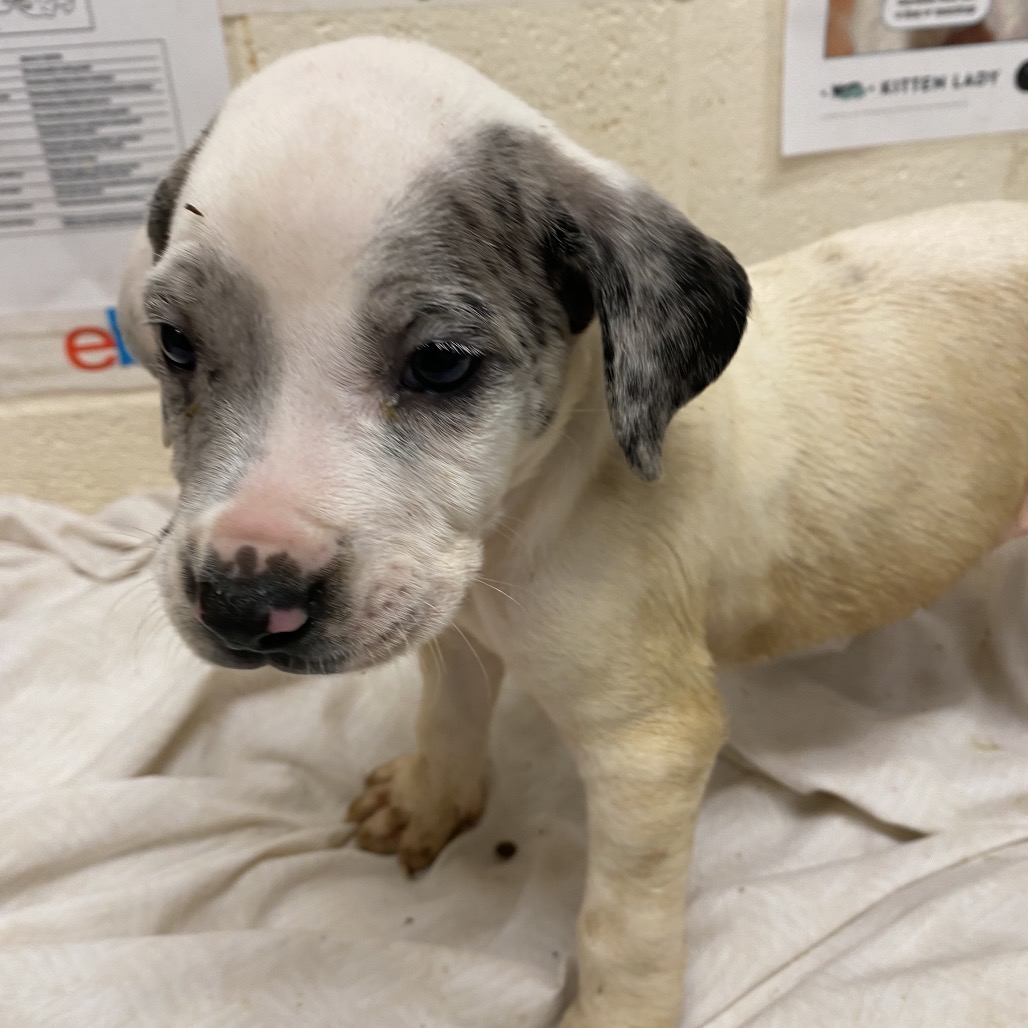 Shelter Stray Male Dog last seen , 2350 Appling City Cove, Memphis, TN 38133, USA
