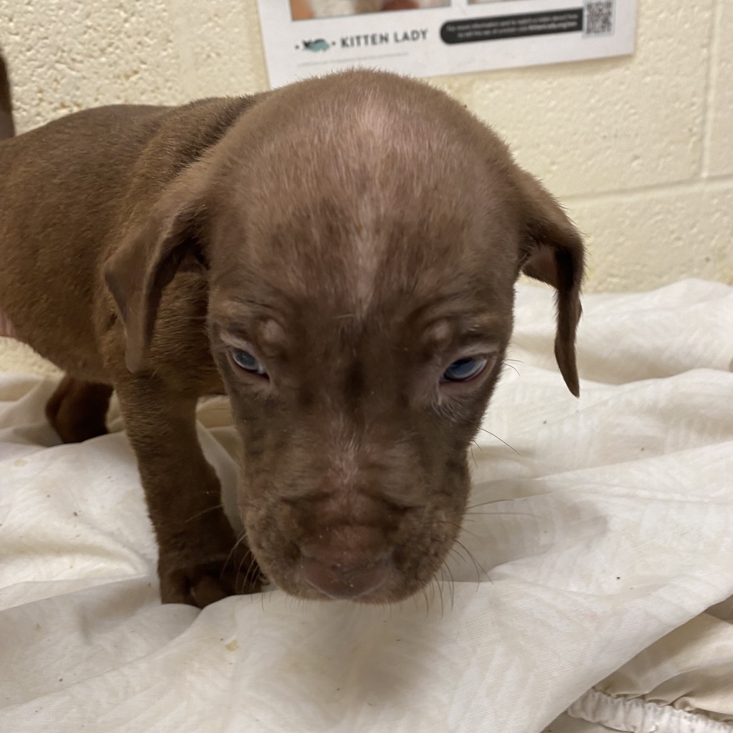 Shelter Stray Male Dog last seen , 2350 Appling City Cove, Memphis, TN 38133, USA