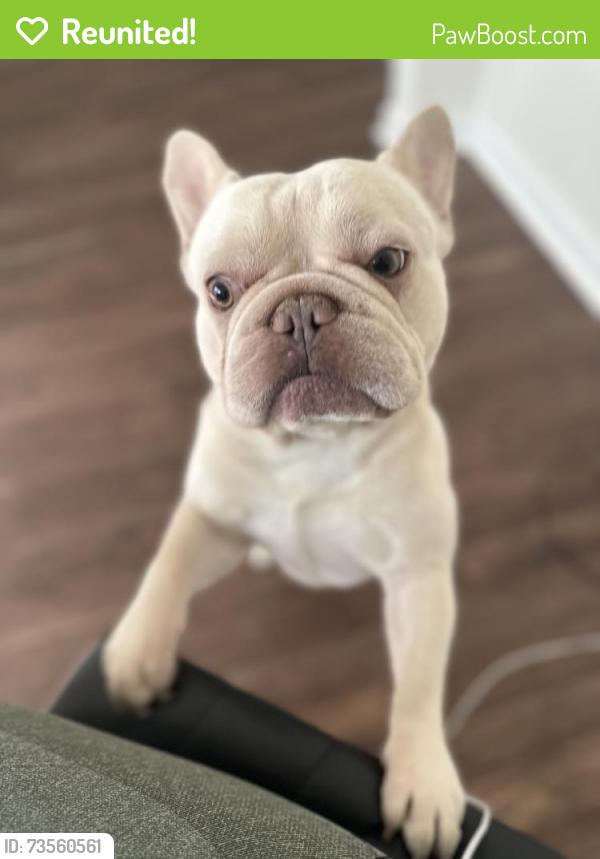 Reunited Male Dog last seen Near Lansmere St SW, Austell, GA 30106, USA, Austell, GA 30106