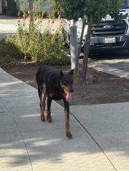 Found/Stray Male Dog last seen Hillview Park, San Jose, CA 95122