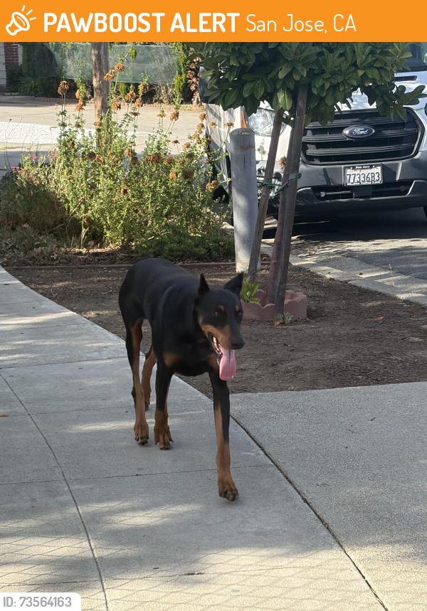 Found/Stray Male Dog last seen Hillview Park, San Jose, CA 95122