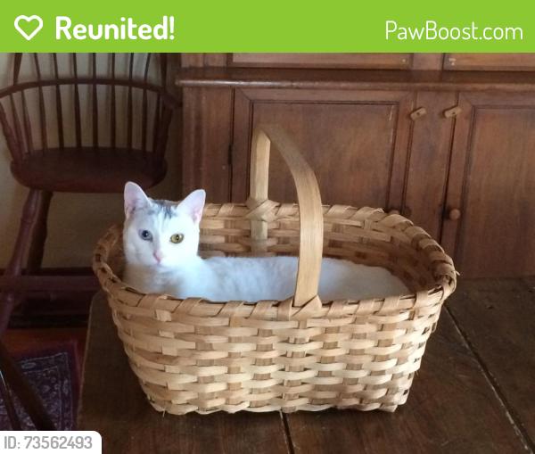 Reunited Female Cat last seen Near Wood Street Mahopac, Mahopac, NY 10541