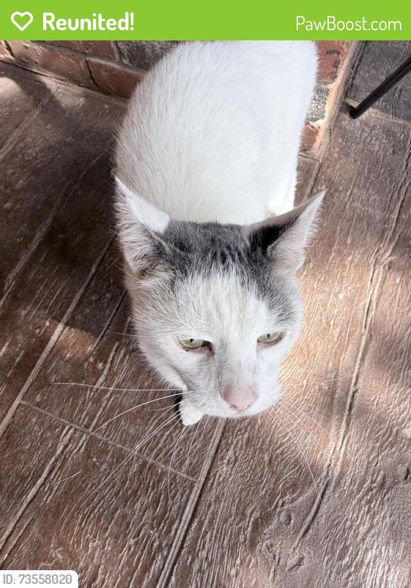 Reunited Unknown Cat last seen Near and the Sierra Lane, Arlington, TX 76016