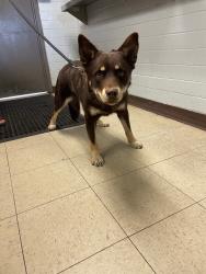 Shelter Stray Male Dog last seen S Union Rd & French Camp Rd, California 95336, USA, 1575 S Lincoln St, Stockton, CA 95206, USA