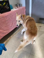 Shelter Stray Male Dog last seen Near E Front St, Linden, CA 95236, USA, 1575 S Lincoln St, Stockton, CA 95206, USA