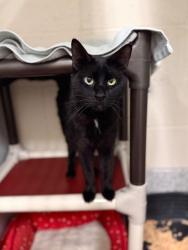 Shelter Stray Male Cat last seen Clinton, UT, USA, 1422 E 600 N, Fruit Heights, UT 84037, USA