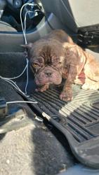 Shelter Stray Female Dog last seen Near Sumac Ave, Stockton, CA 95207, USA, 1575 S Lincoln St, Stockton, CA 95206, USA