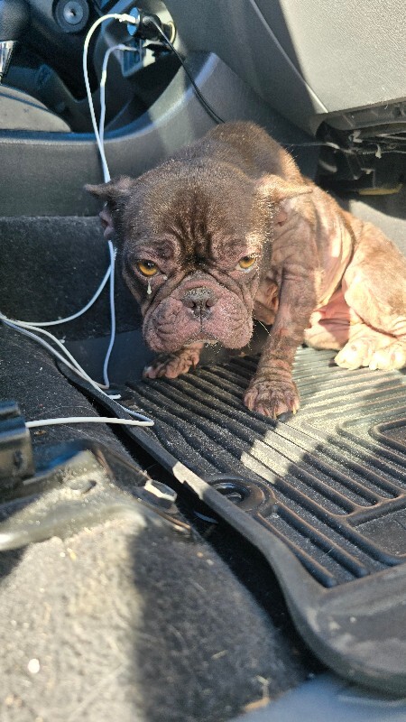 Shelter Stray Female Dog last seen Near Sumac Ave, Stockton, CA 95207, USA, 1575 S Lincoln St, Stockton, CA 95206, USA