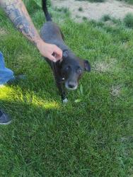 Reunited Female Dog last seen Roseville road and Antelope, Citrus Heights, CA 95621