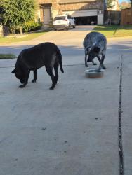 Reunited Female Dog last seen Paloma lake blvd, Round Rock, TX 78665