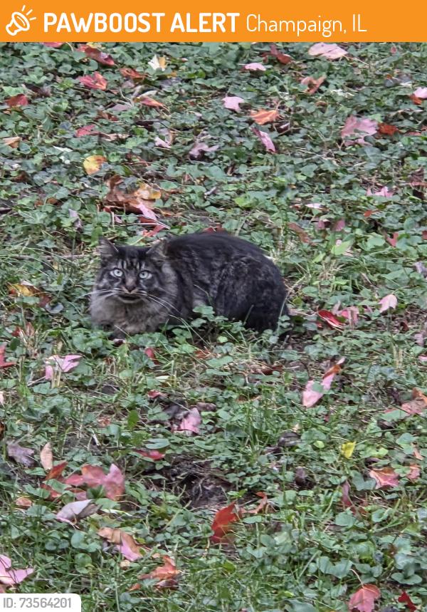 Found/Stray Unknown Cat last seen Mattis and kirby, Champaign, IL 61821