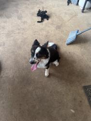 Reunited Female Dog last seen Near FM2153, Aubrey, TX 76227, USA, Aubrey, TX 76227