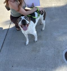 Found/Stray Female Dog last seen Neighborhood around cosumnes, Stockton, CA 95219