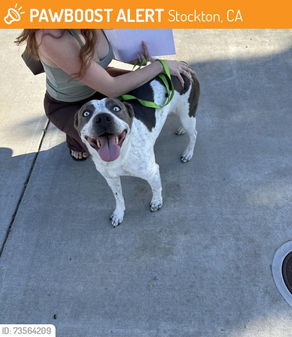 Found/Stray Female Dog last seen Neighborhood around cosumnes, Stockton, CA 95219
