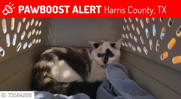 Lost Female Cat last seen Owens Creek & Bridgestone Lane, Harris County, TX 77388