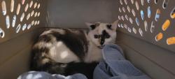Lost Female Cat last seen Owens Creek & Bridgestone Lane, Harris County, TX 77388