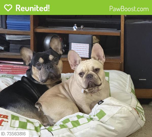 Reunited Male Dog last seen Lincoln crossing, Lincoln, CA 95648