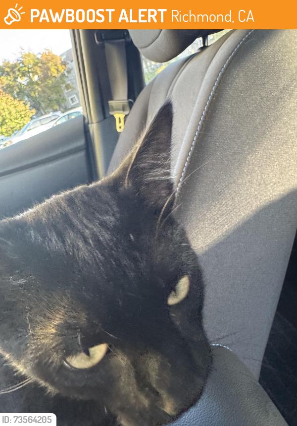 Found/Stray Unknown Cat last seen Bella vista apmt by the back pool, Richmond, CA 94806