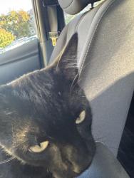 Found/Stray Unknown Cat last seen Bella vista apmt by the back pool, Richmond, CA 94806