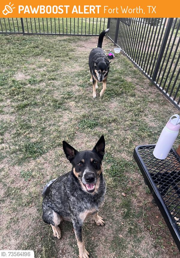 Found/Stray Male Dog last seen Bird street, Embrey place, oakhurst scenic, Fort Worth, TX 76111