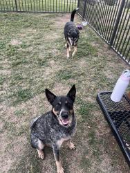 Found/Stray Male Dog last seen Bird street, Embrey place, oakhurst scenic, Fort Worth, TX 76111