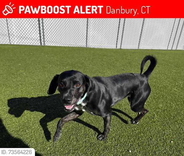 Lost Female Dog last seen Dean St and Tamarack ave, Danbury, CT 06810