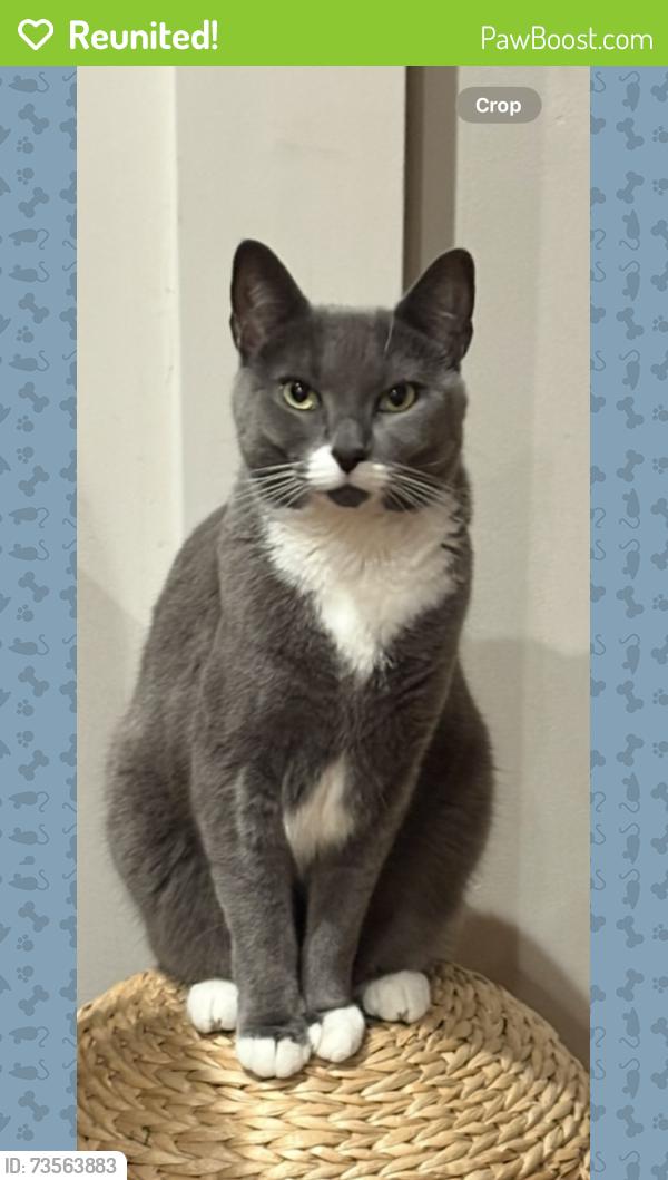 Reunited Female Cat last seen 67th Road & 78 Street, Queens, NY 11379