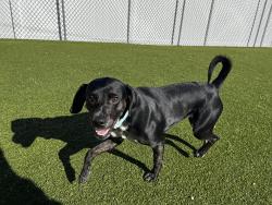 Lost Female Dog last seen Dean St and Tamarack ave, Danbury, CT 06810